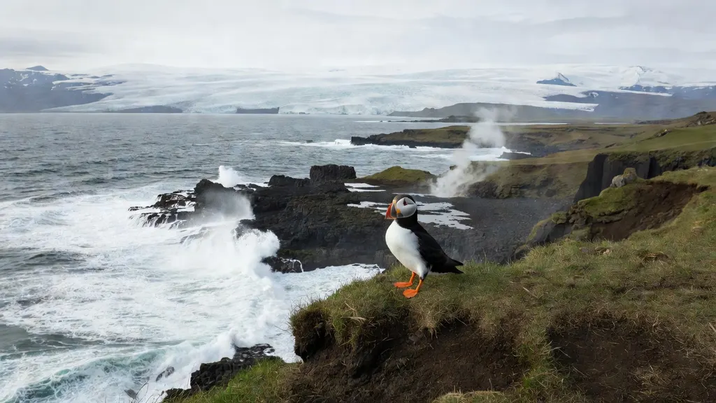 Islandia Ciekawostki I Fakty O Faunie Islandii