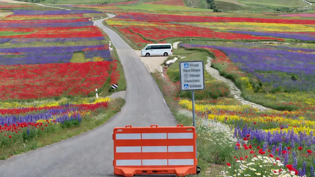 Zobacz Fioritura Di Castelluccio Di Norcia Raz W Życiu